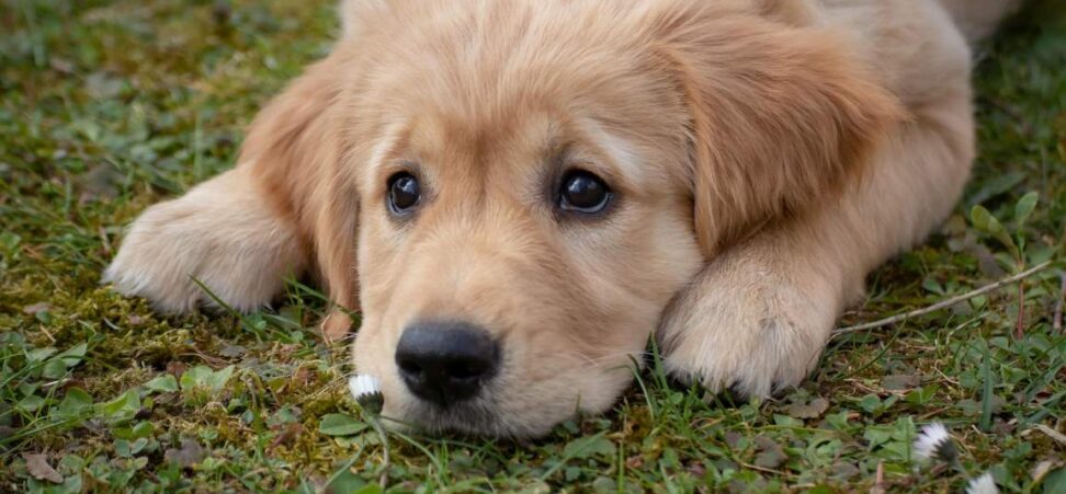 dog-4372036_1920